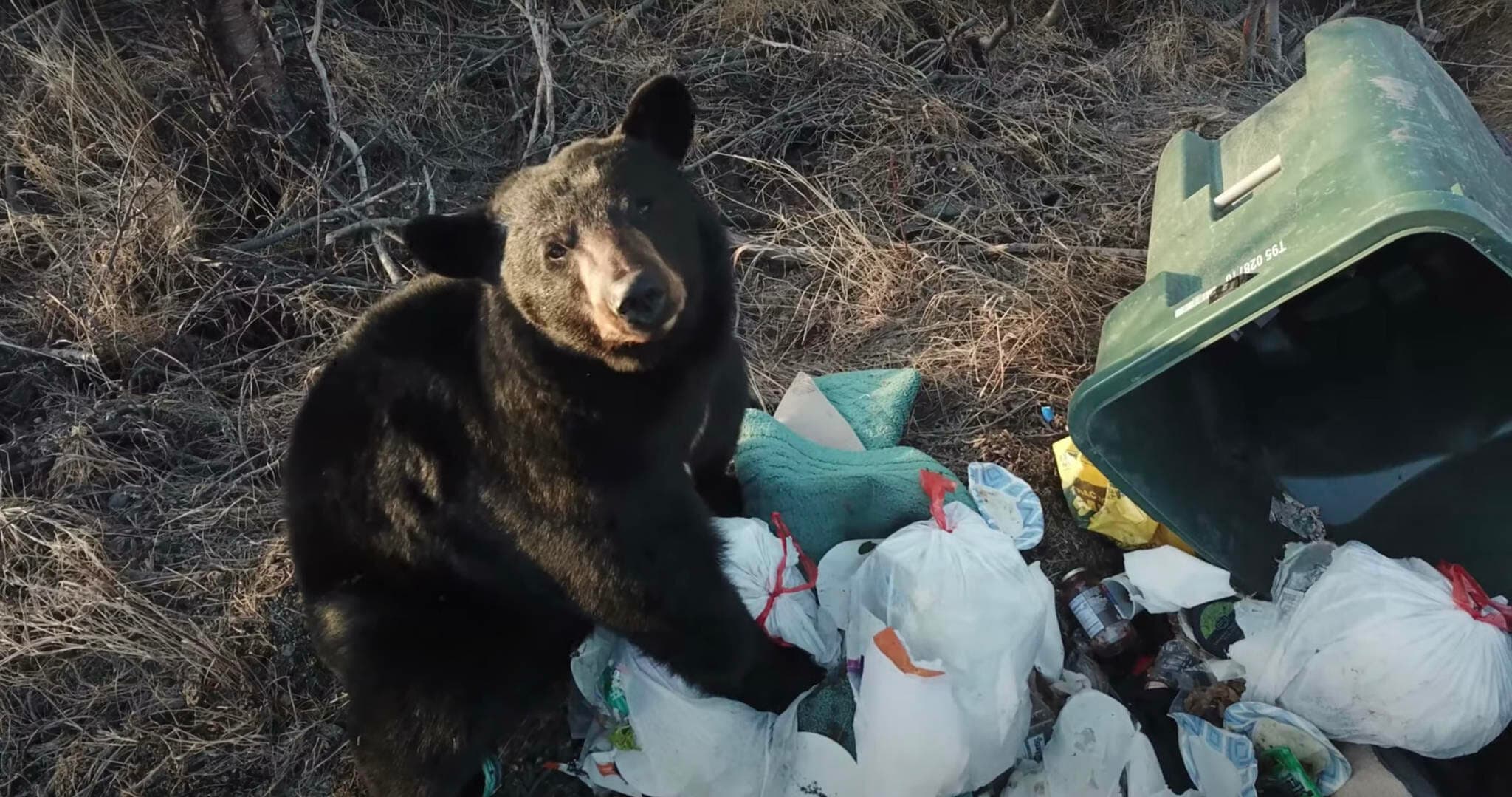 Bear getting into residential trash cans
